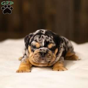 Stephen, English Bulldog Puppy